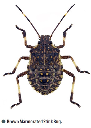 Brown Marmorated Stink Bug