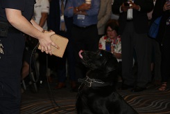 Dali the CBP Labrador identifying a box containing fruit