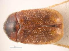 Khapra beetle