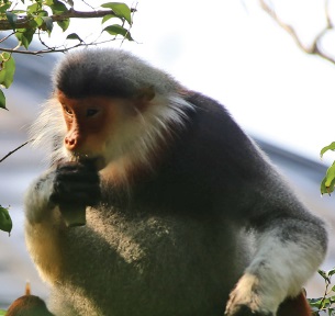 OMNI in Da Nang - Monkey Mountain
