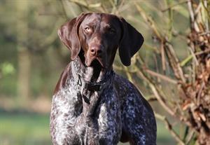 US dog imports US dog imports