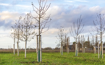An acre of woodland is planted for every corporate relocation